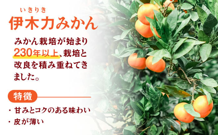 伊木力みかん 家庭用 10kg みかん ミカン 蜜柑 フルーツ 果物