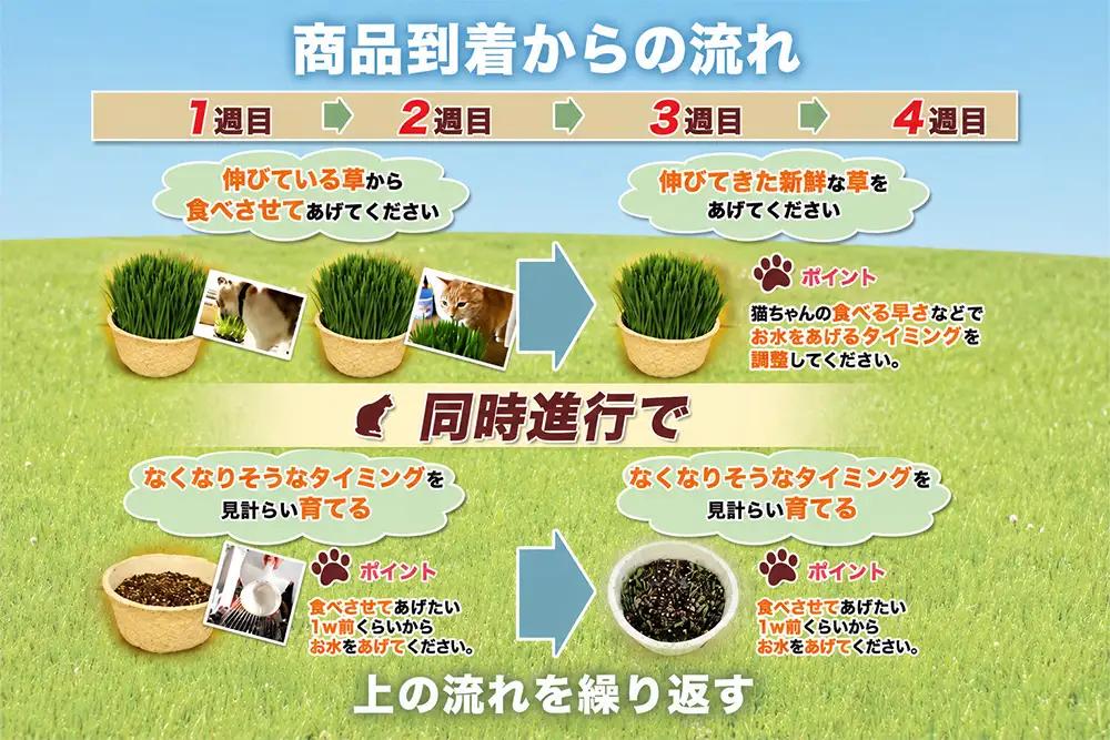 [定期便／3ヶ月に1回 全3回] 猫草 栽培セット 6鉢×3回 (計18鉢) [1205]