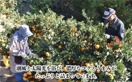 【数量限定】高糖度系 温州みかん(青島) 約10kg【長崎ぶんたんの会】 [OAF006] / みかん みかん みかん みかん みかん みかん みかん
