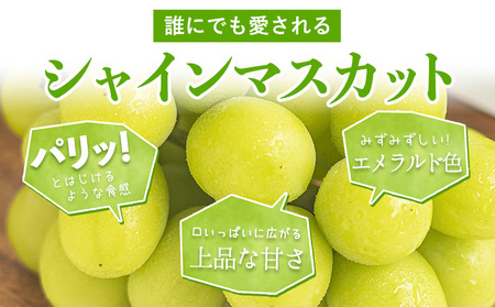 定期便 シャインマスカット 約1.3kg×2回 シャインマスカット