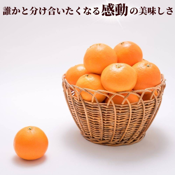愛果28号 10玉入り 2L〜3L 先行予約 12月発送 愛媛 数量限定 愛媛県産 人気 柑橘 伊予市｜C56