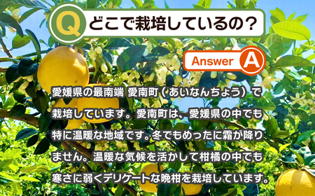 【訳あり】 みかん職人の河内晩柑  10kg (なくなり次第終了) 先行予約 河内晩柑 みかん職人武田屋
