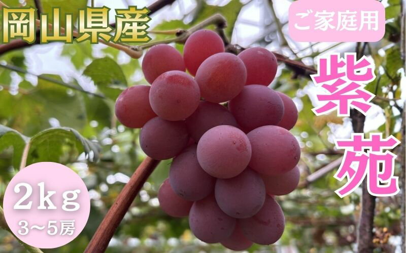 【ふるさと納税】【2026年先行予約】＜ご家庭用＞岡山県産 紫苑 2kg以上 (3~5房) / 岡山 ぶどう 葡萄 果物 フルーツ 産地直送