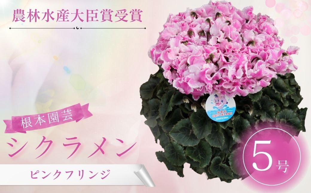 
                  【2026年 先行予約】シクラメン ピンクフリンジ 5号鉢 | 花 お花 ガーデンシクラメン ピンク 5号 花ギフト フラワーギフト 鉢花 鉢植え ギフト プレゼント 贈答 農林水産大臣賞受賞 根本園芸 シクラメン
                
