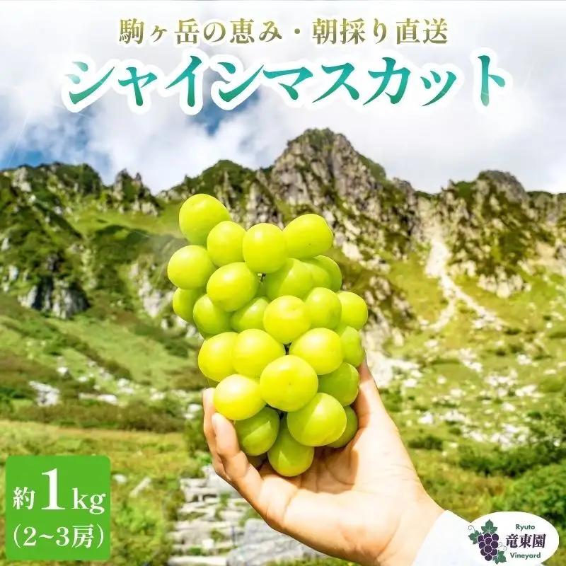 シャインマスカット 約1kg 2~3房 駒ヶ根産 シャインマスカット