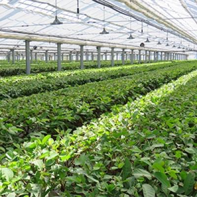 ふるさと納税 出水市 【鹿児島県出水市産】出水農産グァバ茶「快然王」4袋セット |  | 02