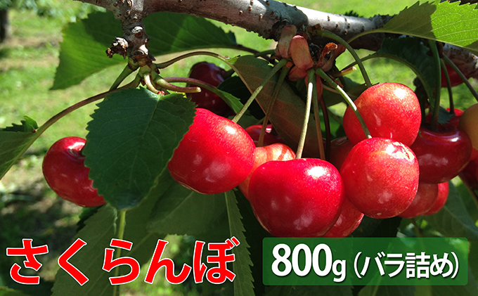 峠のふもと紅果園 北海道 仁木町産 さくらんぼ【 佐藤錦 】又は【 紅秀峰 】900g