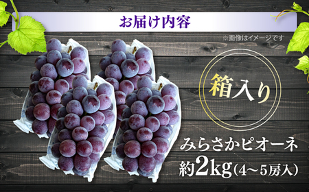 【先行予約】【8月下旬から9月上旬に順次発送】みらさかピオーネ（露地栽培）2kg 4から5房入 フルーツ ギフト ピオーネ ぶどう 果物 三次市/みらさかピオーネ直売所[APBE004]
