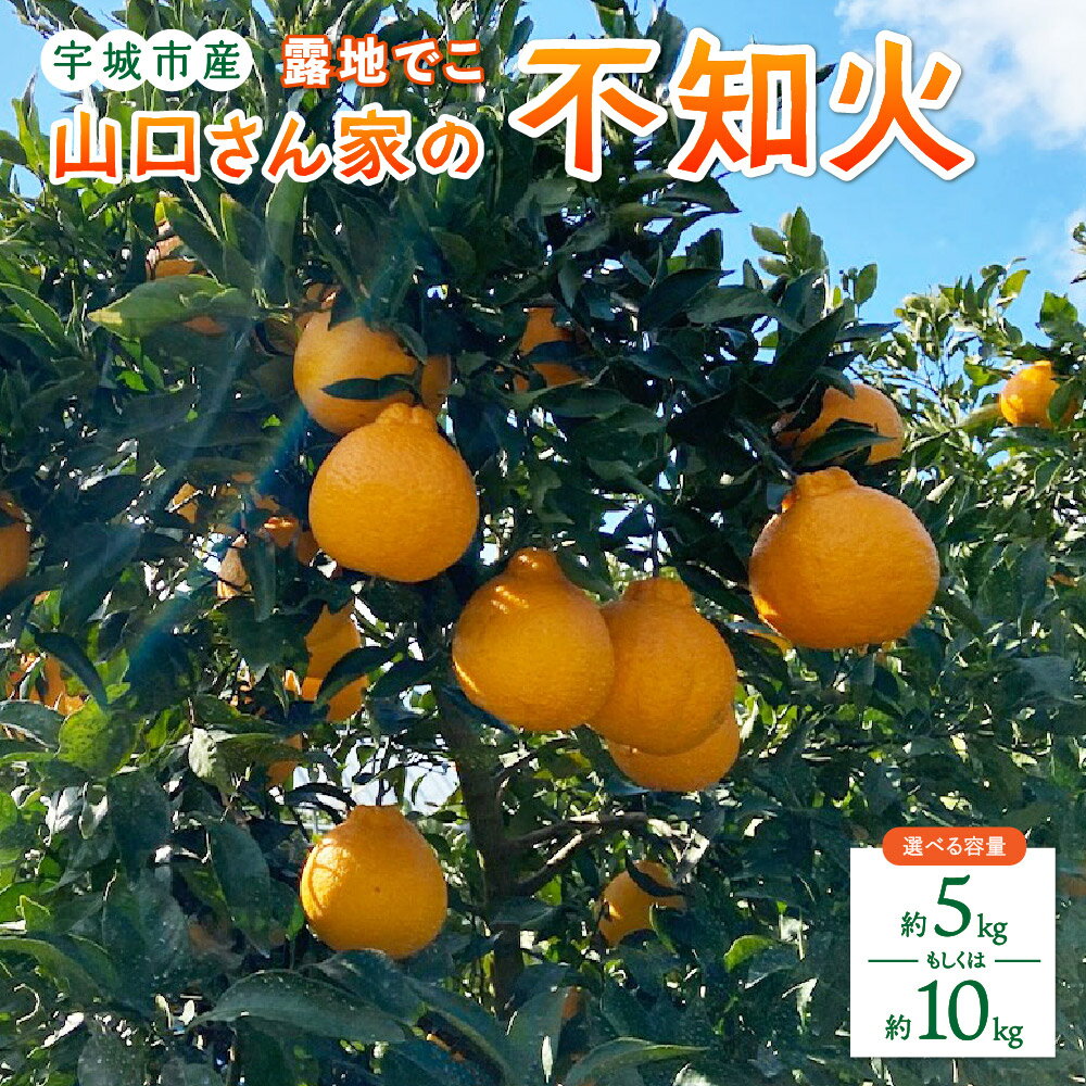【ふるさと納税】【先行予約】山口さん家の露地でこ不知火 約5kg もしくは 約10kg L〜3L大小混合サイズ ※梱包材、箱別の重量 不知火 しらぬい みかん ミカン 蜜柑 くだもの フルーツ 果物 宇城市産 熊本県産 九州産 国産 送料無料 【2026年2月上旬から3月下旬発送予定】