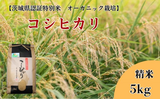 《 令和7年産 》 コシヒカリ 精米 5kg 【茨城県認証米／ オーガニック栽培】 ／ 米 こめ コメ お米 おこめ コシヒカリ こしひかり 茨城県認証米 オーガニック 白米  精米 ごはん 令和7年 5kg 送料無料