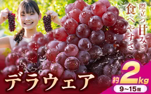 【先行予約】デラウェア ぶどう 約2kg 9～15房 フルーツ 果物《6月中旬-7月上旬頃出荷》和歌山県 岩出市 送料無料 一大産地 青果 お取り寄せフルーツ