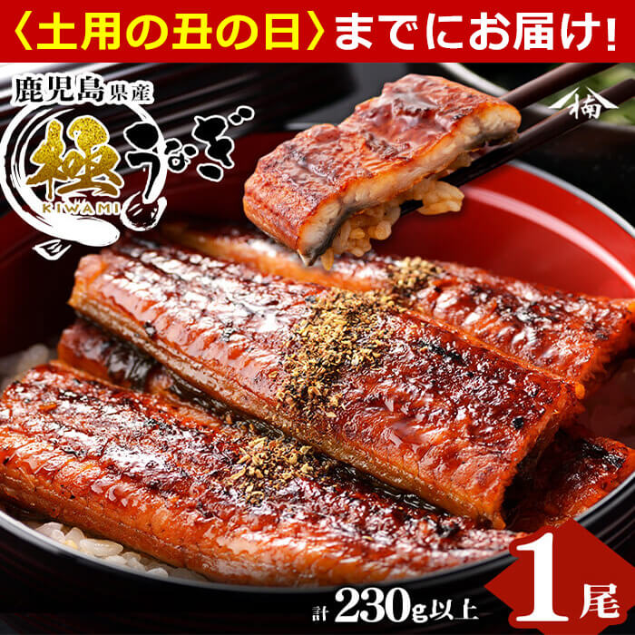 楠田の極うなぎ 蒲焼き 1尾(230g以上) 食べ応えのある大きな肉厚鰻