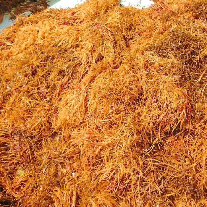 【数量限定】50セット限り あおさ アカモク 佃煮 100g×5本 五島市/心誠 [PCG006]  つくだに つくだ煮 おかず ご飯のお供 セット