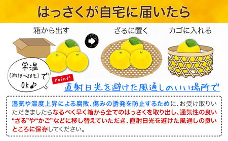 まーくん家の八朔 9kg きただ農園まーくん家《2026年2月上旬-3月末頃出荷》和歌山県 紀の川市 柑橘 はっさく 化学肥料・除草剤不使用