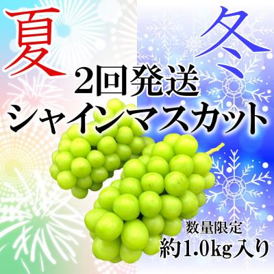 ふるさと納税 笛吹市 【発送月固定定期便】【夏冬の2回発送】笛吹市産シャインマスカット定期便 約1.0kg全2回