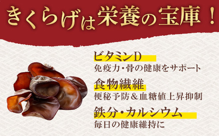 群馬県産 生 乾燥きくらげセット (こたちゃんきくらげ) 無添加 無農薬 国産