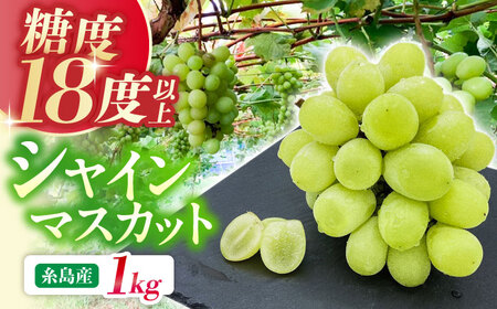 【先行予約】【糖度18度以上】 糸島産 シャインマスカット 1kg（2から4房） 【2025年8月中旬以降順次発送】 糸島市 / 和饗エコファーム フルーツ 果物[AVI006]