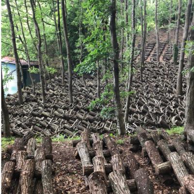 ふるさと納税 熱海市 しいたけ坊ちゃん丸　熱海産ぷっくり椎茸　自然の豊かさとおいしさが伝わる練物。ユニークな形と美味 |  | 02