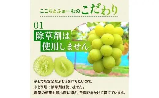 ゴールデン シャインマスカット【2026年先行予約】除草剤不使用 極み完熟 1kg以上(2~3房) ご家庭用   ぶどう シャインマスカット マスカット しゃいんますかっと 葡萄 くだもの 果物 農家