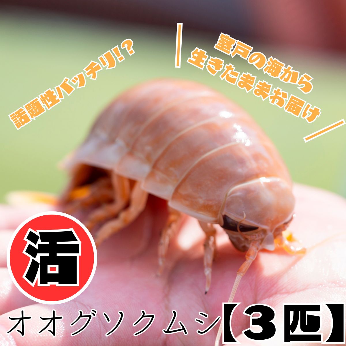 「深海王国」室戸からお届けする 活オオグソクムシ 3匹 生 食用 魚介類 海鮮 送料無料