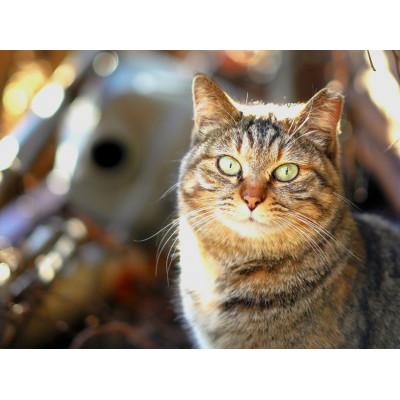 ふるさと納税 静岡市 さくらねこ支援付き　静岡茶ティーバッグ　12個入り×5袋(合計60ティーバッグ) |  | 02