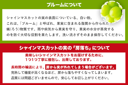 【秀品】先行予約 シャインマスカット 約500~600g (1房)  フルーツ 果物 送料無料 葡萄 ぶどう マスカット  鶴田農園 熊本県荒尾市産《8月下旬-9月下旬頃出荷》 美味しいシャインマスカ