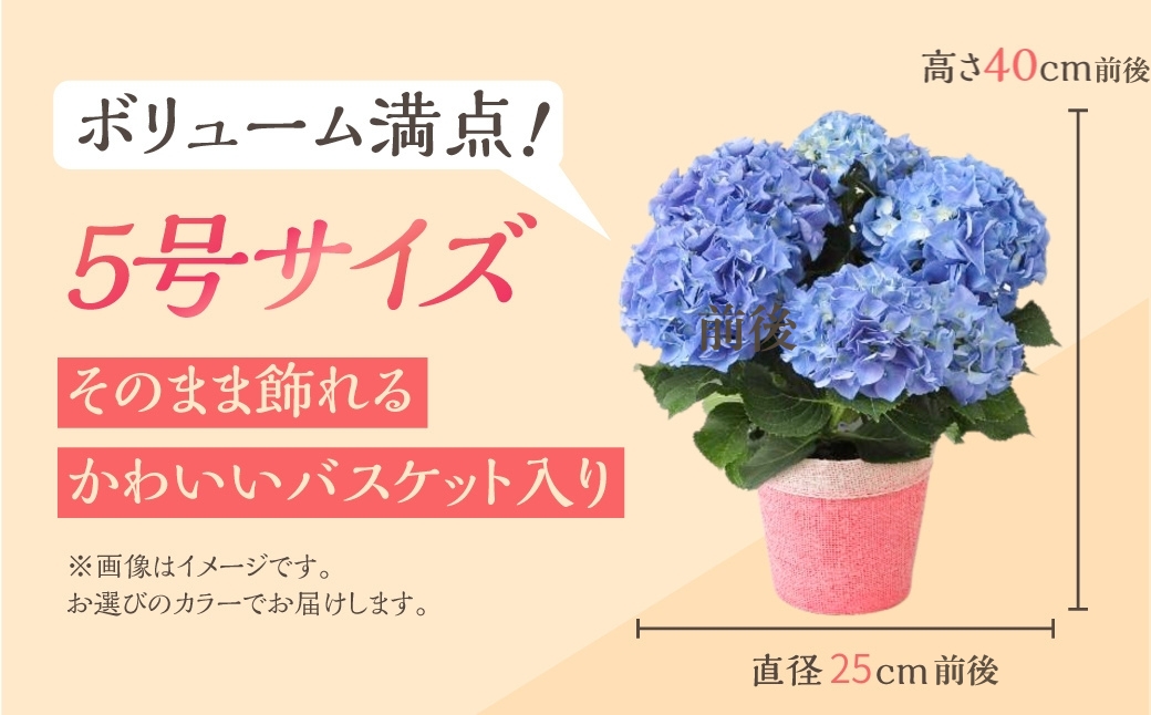 《母の日までにお届け》アジサイ【アーリーブルー】 アジサイ あじさい 紫陽花 花 鉢植え 鉢 鉢花 花 観葉植物 植物 5号鉢 人気 おしゃれ かわいい 母の日 プレゼント 贈り物 贈答 ギフト 冬 