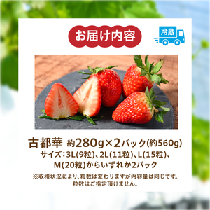 【2025年2月～3月発送】高級いちご「古都華」3L～Mサイズ２パック　いちご 高級 古都華 3L～Mサイズ 280g × 2パック 約560g 深みのある濃厚な味わい ほどよい酸味 高い糖度 華やか