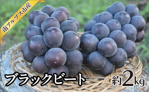 ＜2026年発送分先行予約＞ブラックビート　約2.0kg ALPAJ044