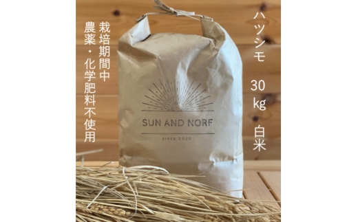 ＜令和7年産＞初霜(源種)　白米30kg　(栽培期間中農薬・化学肥料不使用)【1721456】