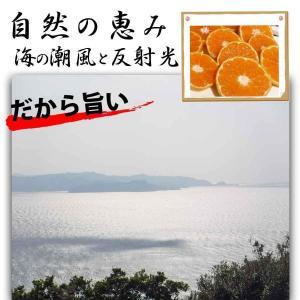 せとか ＜別名-みかんの大トロ＞ 和歌山県有田川町産 オレンジ 家庭用 8kg