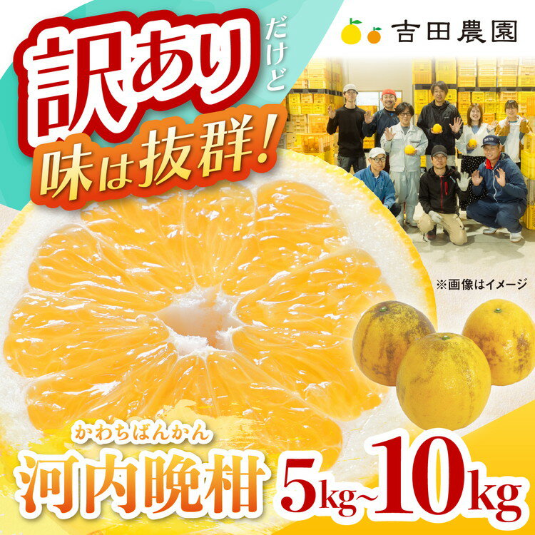 【ふるさと納税】＼選べる内容量／ 訳あり 河内晩柑 5kg 10kg（家庭用） ＜柑橘 希少 果物 国産 フルーツ みかん 蜜柑 訳あり 家庭用 和製 グレープフルーツ ブランド 愛媛 果実 ビタミン＞ ※2026年4月上旬～8月上旬頃に順次発送予定