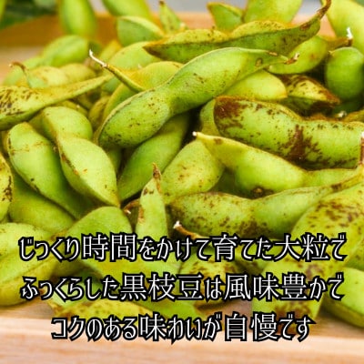 丹波黒大豆　枝付き枝豆1kg×2束　コクと甘味そしてもっちりした食感をお試しください【配送不可地域：離島】