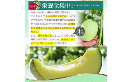 【先行予約】メロン 1玉入（約1.4kg〜1.8kg）青肉 〈2027年4月上旬〜5月中旬頃発送〉 メロン めろん マスクメロン 舐瓜 果物 くだもの フルーツ デザート 旬 ハウス栽培【株式会社とさ