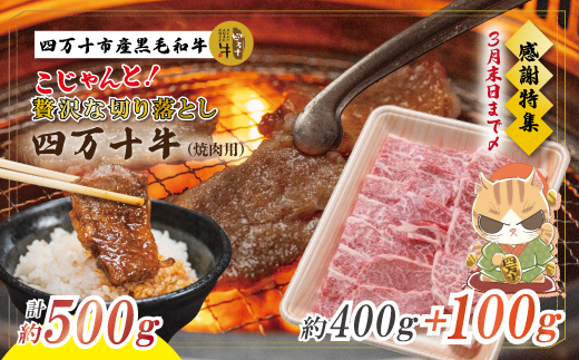 【感謝・期間限定100g付き】＜100個限定＞ 牧場直送 四万十牛 メス牛 こじゃんと 贅沢 な 切り落とし（焼肉用）約500g（400g＋100g）高知 しまんと 四万十 牛 肉 牛肉 和牛 牛モモ【2026年3月31日まで受付】