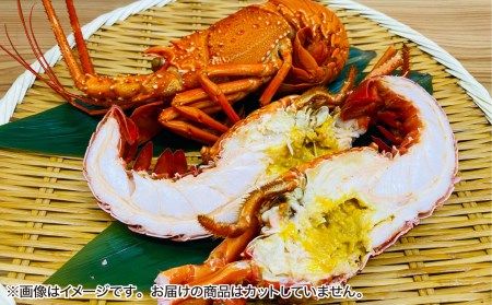 【花光】海老の王様！天然イセエビボイル（中1尾）【旨さそのまま♪期間限定フレッシュ冷蔵便】