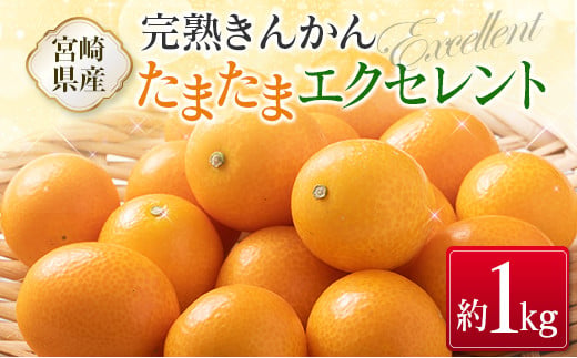 ＜2027年発送＞完熟きんかん「たまたまエクセレント」 糖度18度以上 約1kg 宮崎県産