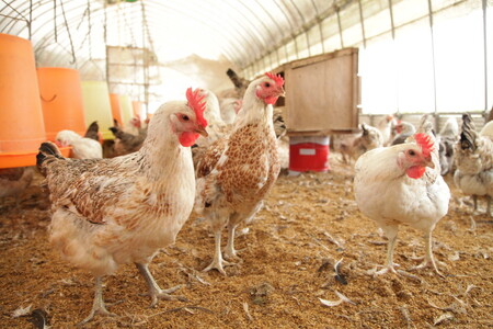 33-A 平飼い会津地鶏の卵 3kg（50～60個） ※沖縄・離島への配送不可