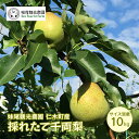 【ふるさと納税】【先行受付/2024年9月出荷開始】仁木町の採れたて「千両梨」10kg［妹尾観光農園］ 北海道 果物 フルーツ なし 梨　梨・ナシ・果物・フルーツ・先行予約　お届け：2025年9月下旬～10月上旬