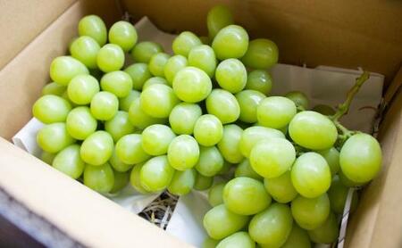 ★2024年7月下旬より順次発送★朝採りシャインマスカット（3～4房入り）