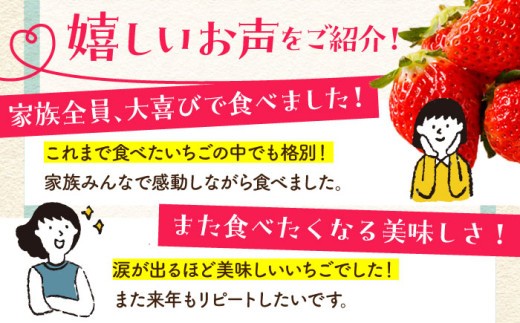 朝摘みいちご さがほのか 1kg（250g×4パック）【むらおか農園】 [HAF024] / いちご 苺 イチゴ 果物