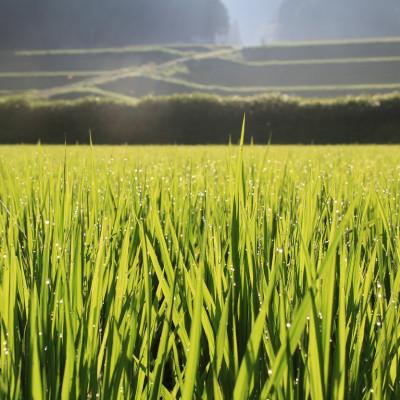 ふるさと納税 東温市 〈坂本自然農場 穂田琉〉 特別栽培米:ひめの凜　精米5kg |  | 02