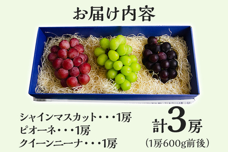【数量限定】予約受付 ぶどう 食べ比べ 3色葡萄房セット(シャインマスカット、ピオーネ、クイーンニーナ) ぶどう フルーツ ブドウ 葡萄 果物 マスカット 赤葡萄 黒葡萄 食べ比べ 1房600g前後 