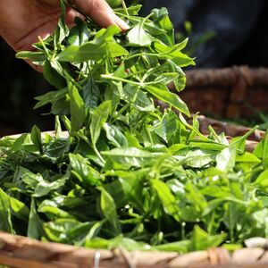 ＜訳あり＞ 狭山茶の荒茶 1.2kg | 狭山茶 荒茶 茶の丸国園