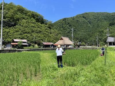令和8年産 特別栽培米 キヌヒカリ 10kg 精米 白米 減農薬栽培 10キロ 令和8年産