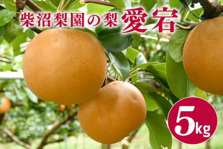 柴沼梨園の梨（愛宕）梨 5kg 大玉 5～10個入り ナシ なし 国産 茨城 秋 旬 フルーツ 果物 先行予約【11月上旬～11月下旬発送】秋の味覚 旬の果物 くだもの 大きい サイズ 品種 愛宕 産地 茨城県産 家庭用 梨園直送 茨城県 笠間市 BX-004