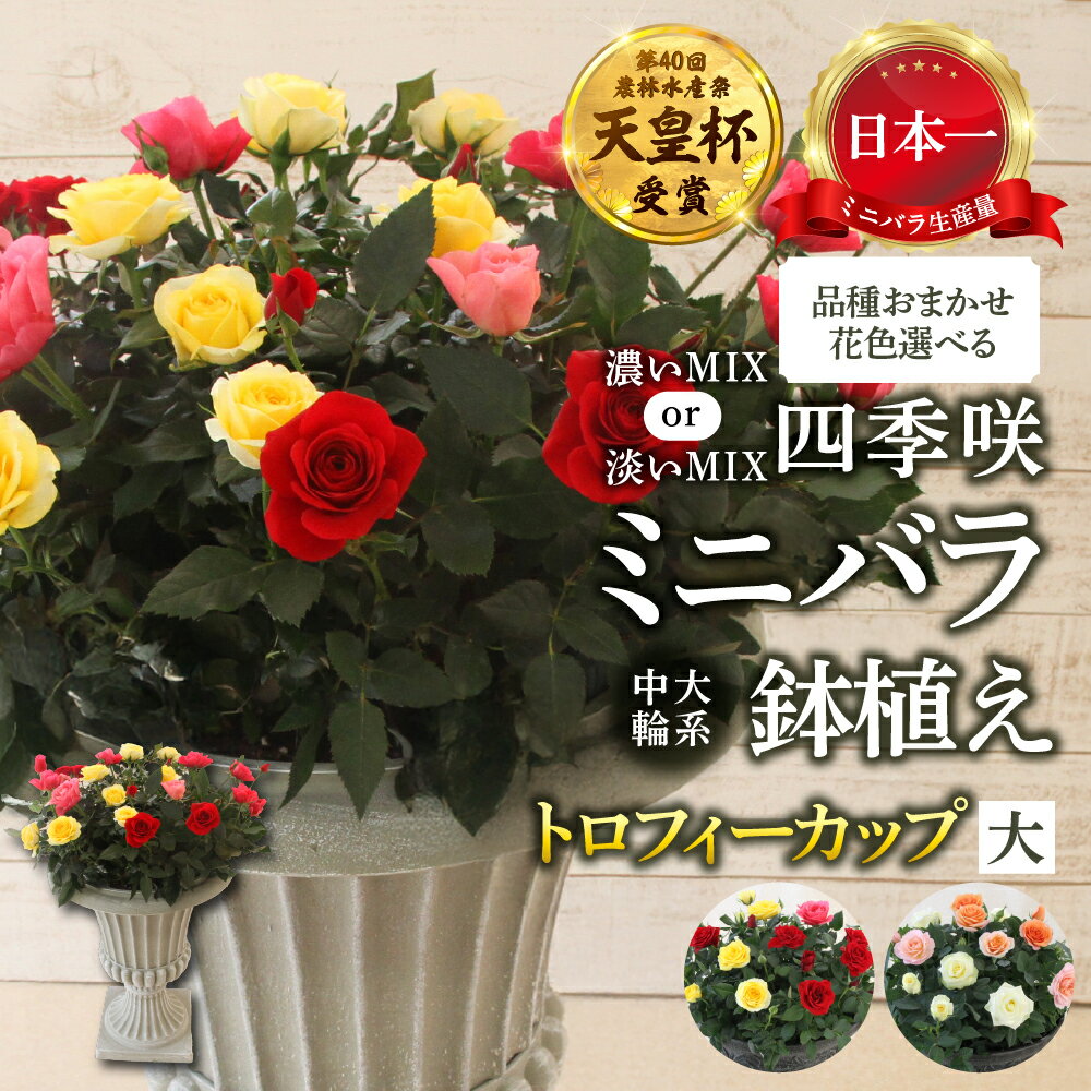 【ふるさと納税】産地直送 花色 選べる ミニバラ トロフィーカップ（大） [11月〜4月・6月 お届け] 品種 おまかせ のため 訳あり 訳アリ 四季咲き ミニバラ 花 ガーデニング 生産量 日本一 天皇杯 鉢植 ※沖縄 離島配送不可 薔薇 セントラルローズ [mt1903] 100000円 10万