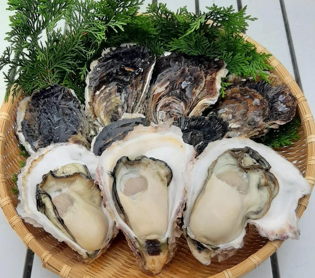 
岩牡蠣1.8kg 【生食用】 かき 岩ガキ 岩かき いわがき 旬 期間限定 数量限定 保紀丸水産 [YS01]
