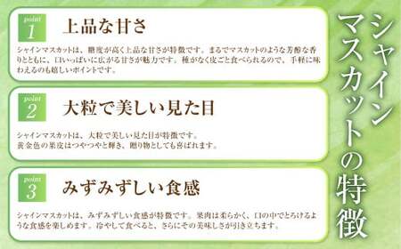 岡山県産 シャインマスカット 晴王 約2kg（3房～6房） 【2026年8月下旬～11月下旬迄発送予定】 果物 くだもの フルーツ ぶどう ブドウ 葡萄 マスカット