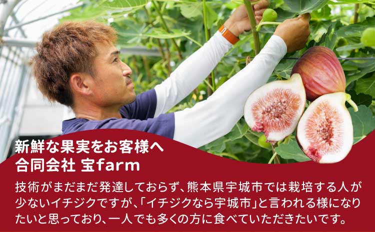 ハウスイチジク 約1kg（約250g×4パック） 【合同会社宝Farm】【2026年5月下旬〜8月下旬頃順次発送予定】※離島配送不可
